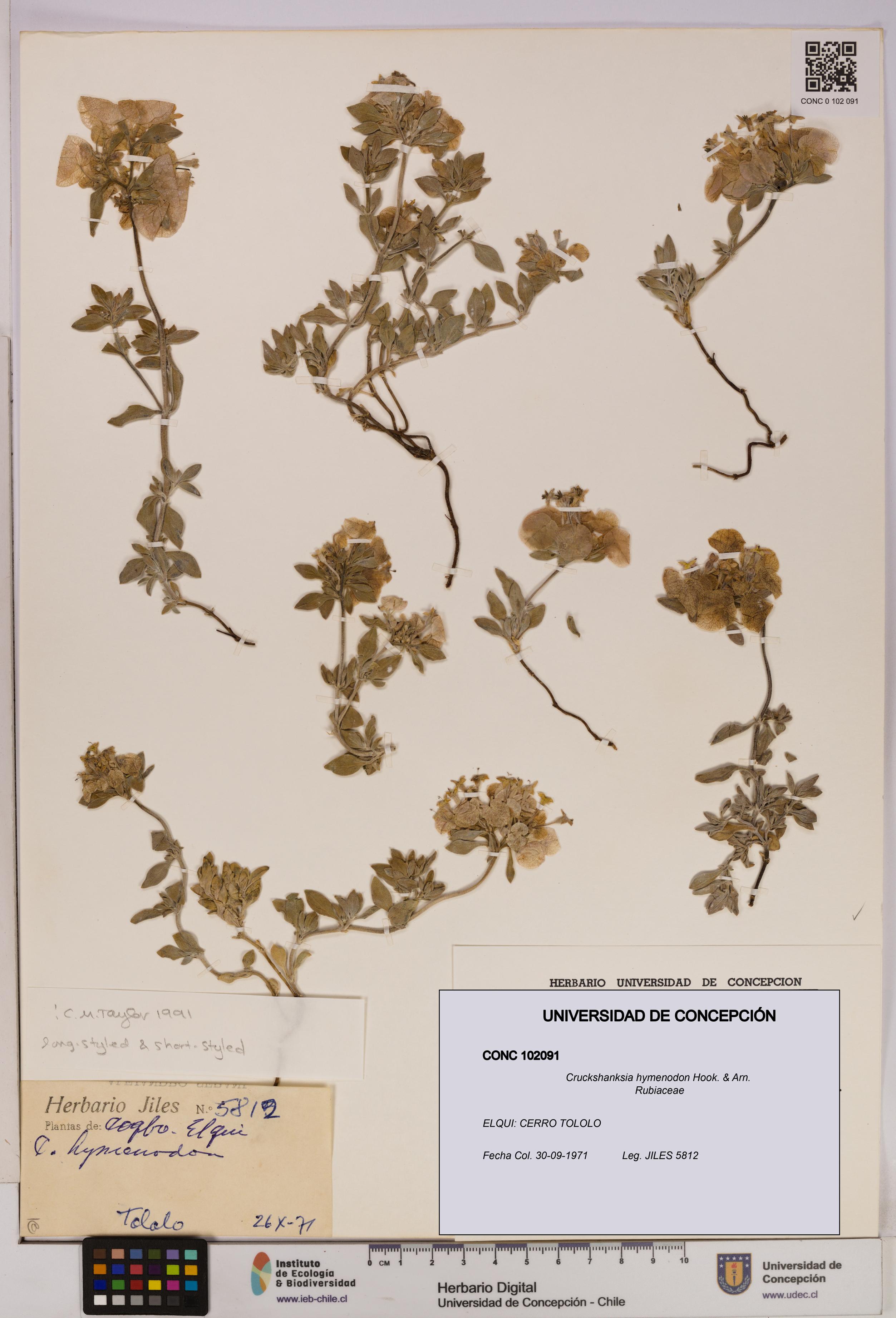Cruckshanksia hymenodon [Espécimen: UDEC:CONC:0102091]