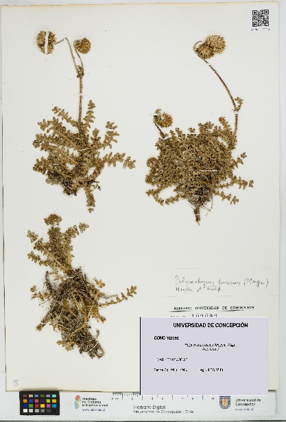 Polyachyrus fuscus [Espécimen: UDEC:CONC:0102092]