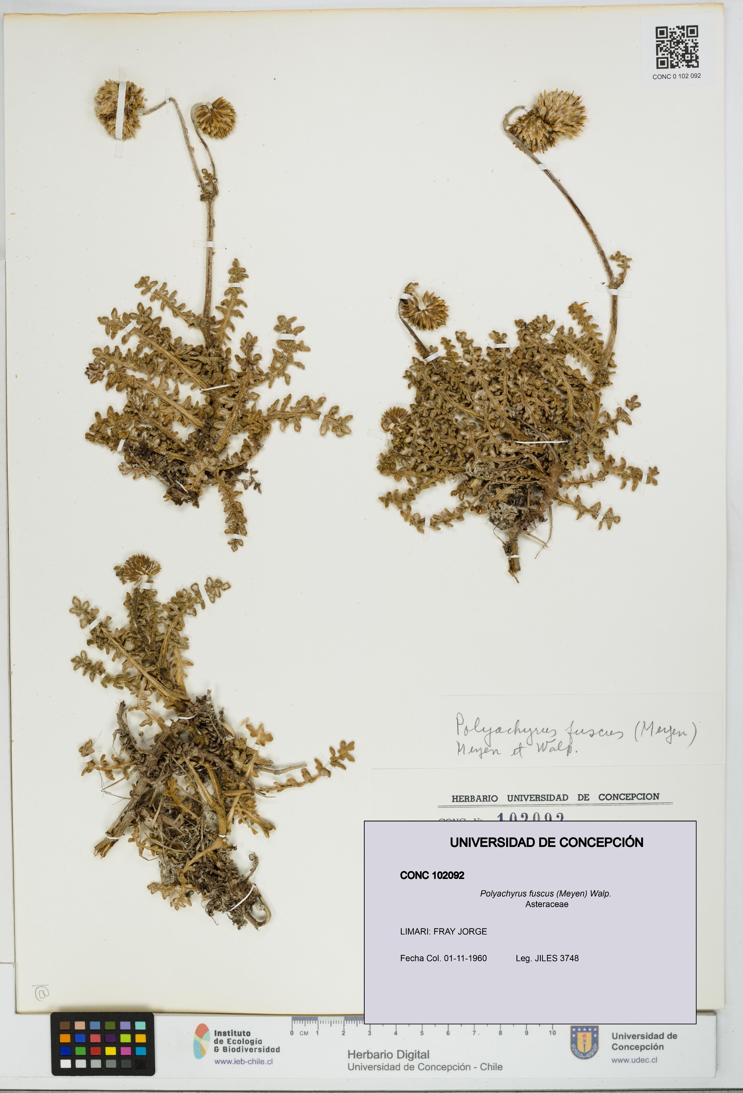 Polyachyrus fuscus [Espécimen: UDEC:CONC:0102092]