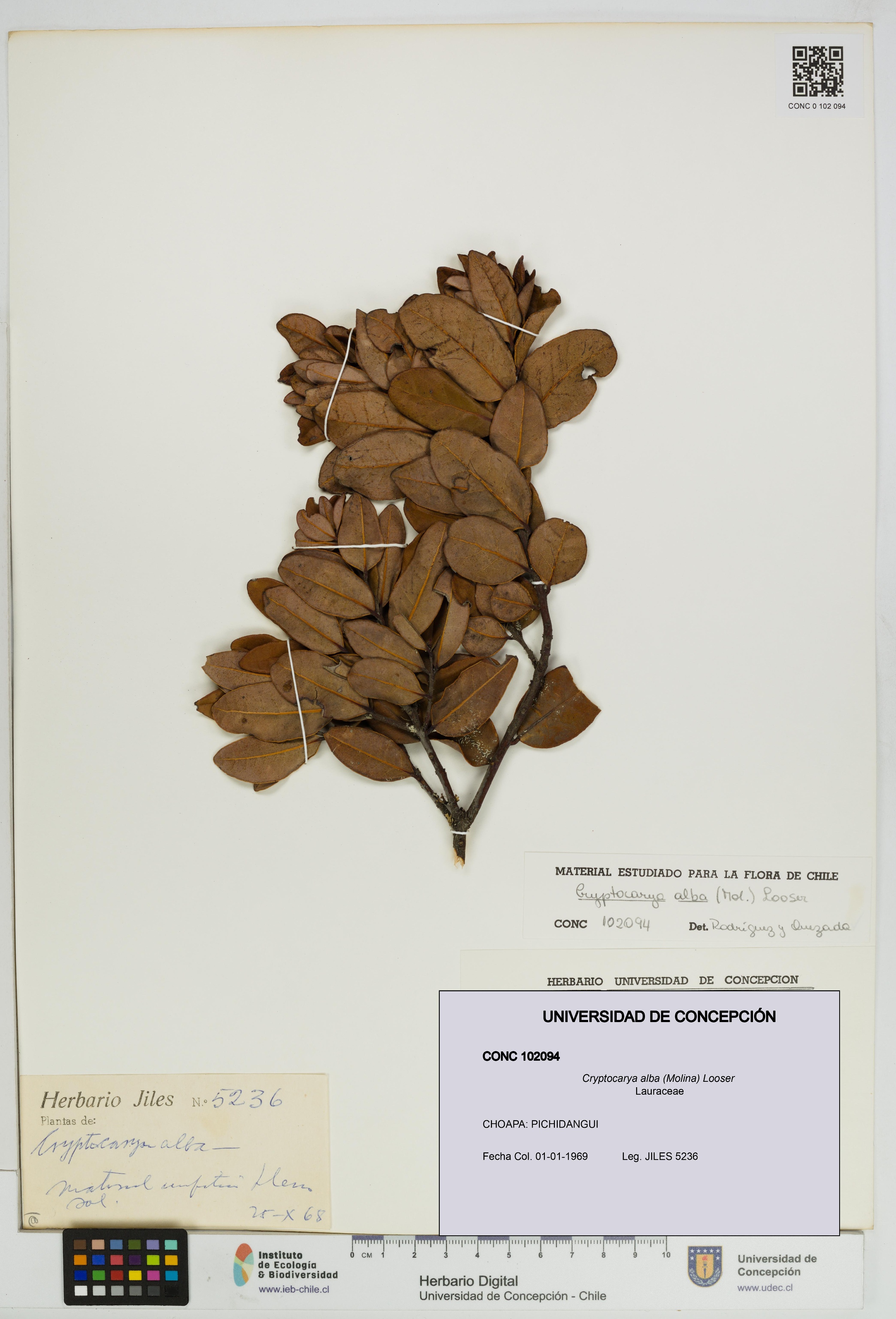 Cryptocarya alba [Espécimen: UDEC:CONC:0102094]