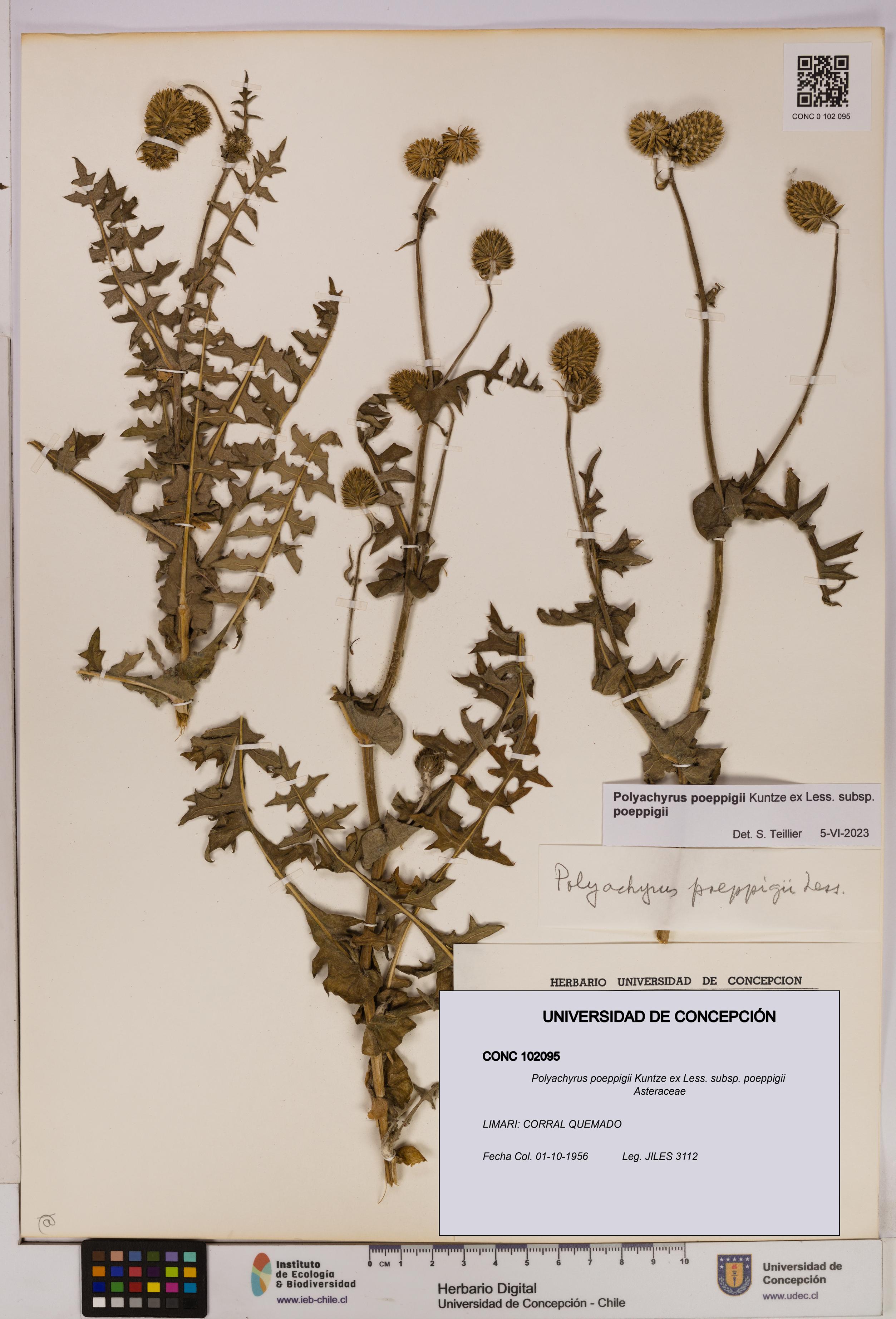 Polyachyrus poeppigii [Espécimen: UDEC:CONC:0102095]