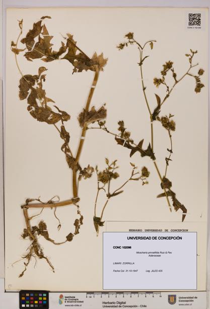 Moscharia pinnatifida [Espécimen: UDEC:CONC:0102096]