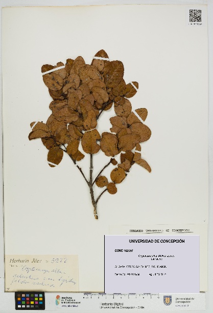 Cryptocarya alba [Espécimen: UDEC:CONC:0102097]