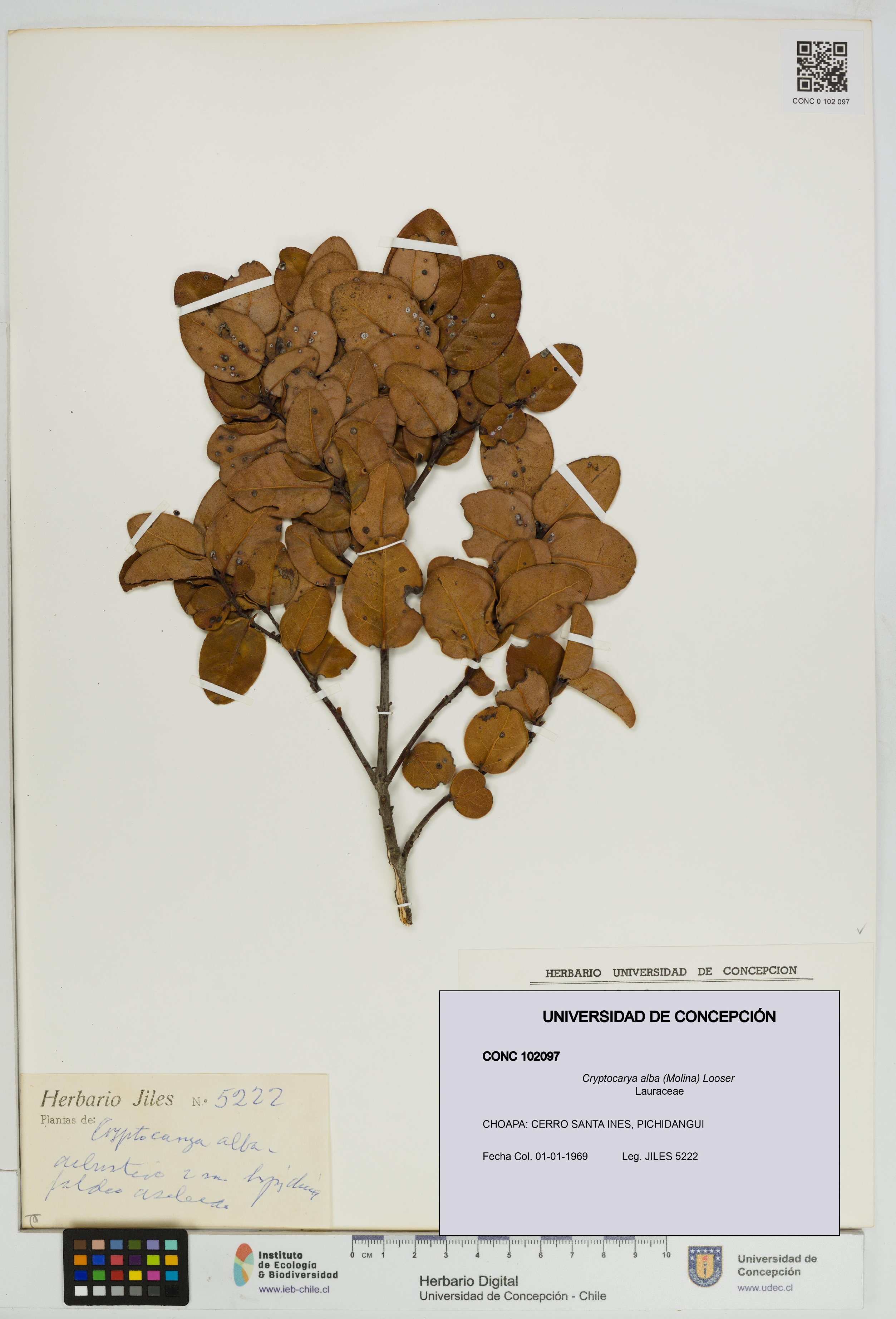 Cryptocarya alba [Espécimen: UDEC:CONC:0102097]