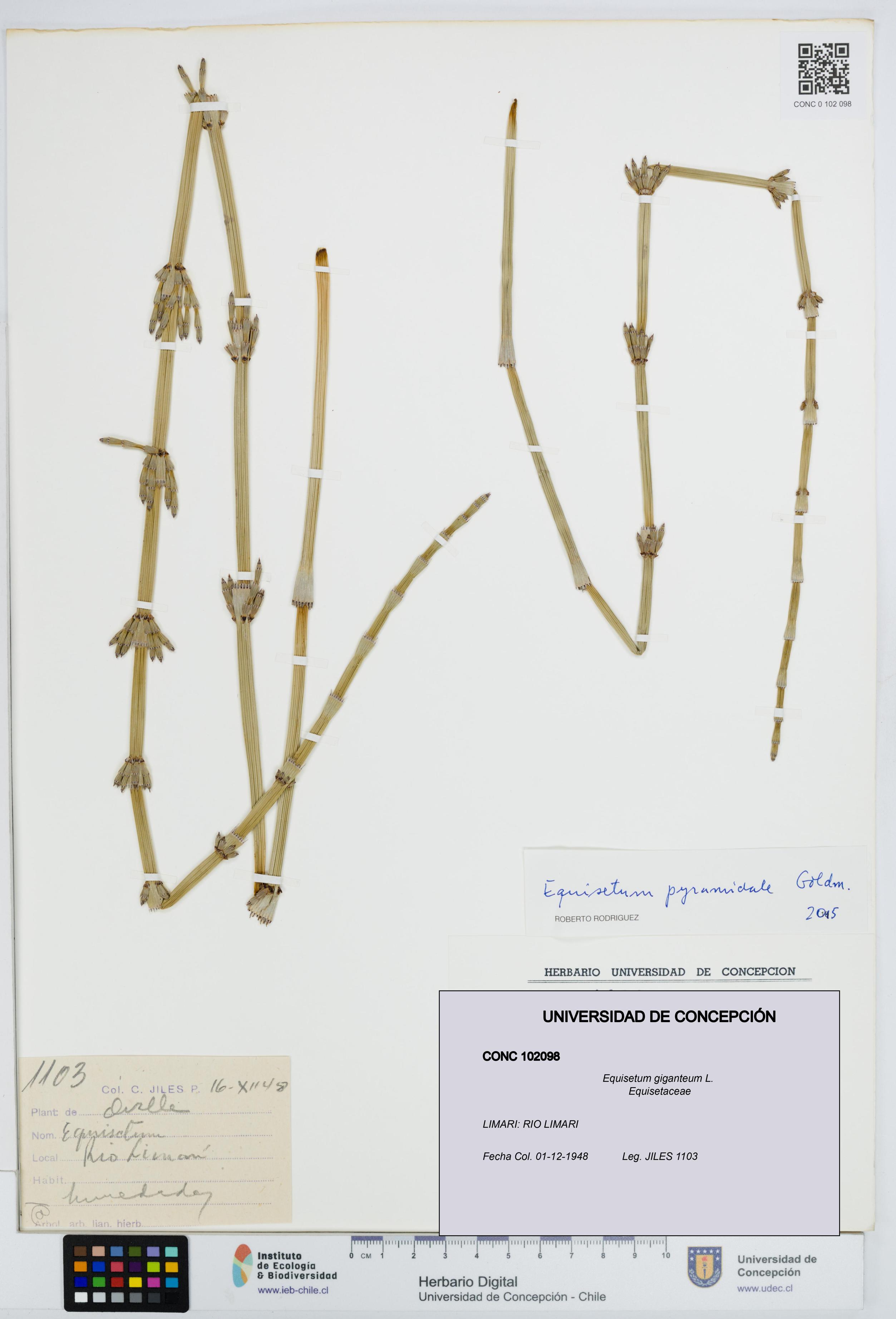 Equisetum giganteum [Espécimen: UDEC:CONC:0102098]
