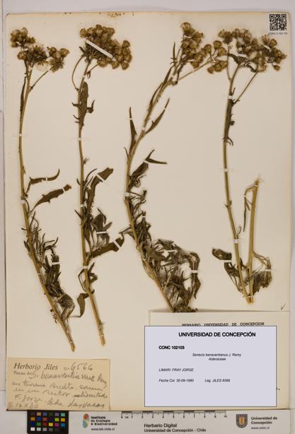 Senecio benaventianus [Espécimen: UDEC:CONC:0102103]