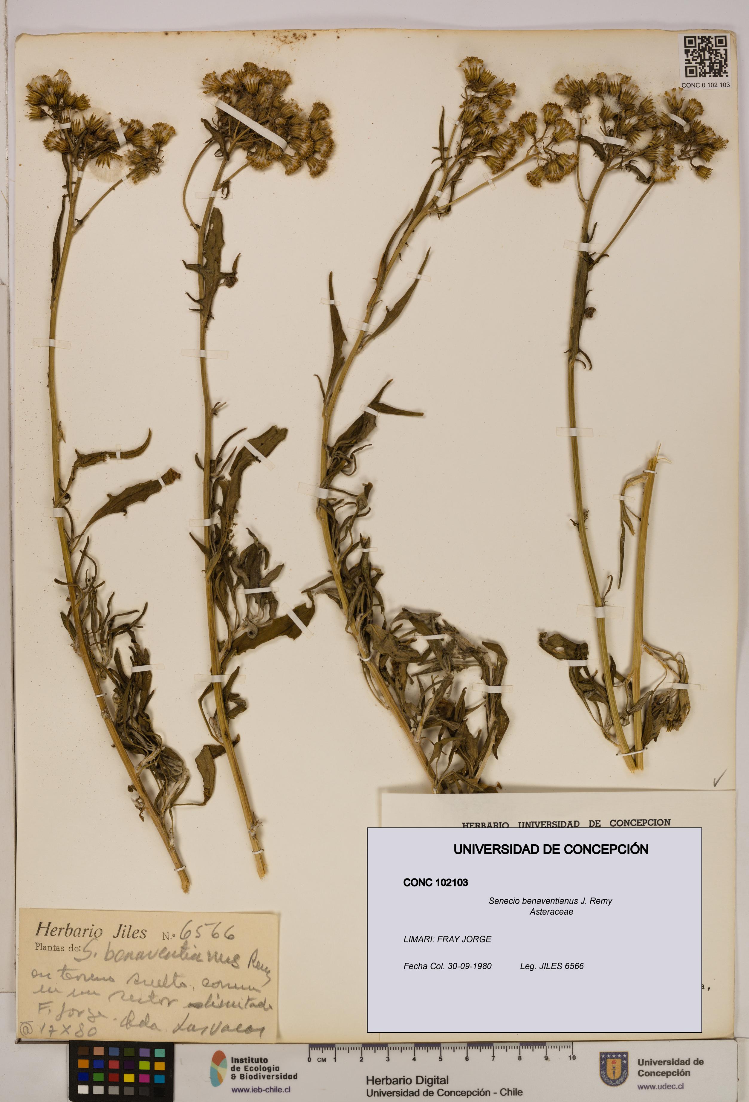 Senecio benaventianus [Espécimen: UDEC:CONC:0102103]