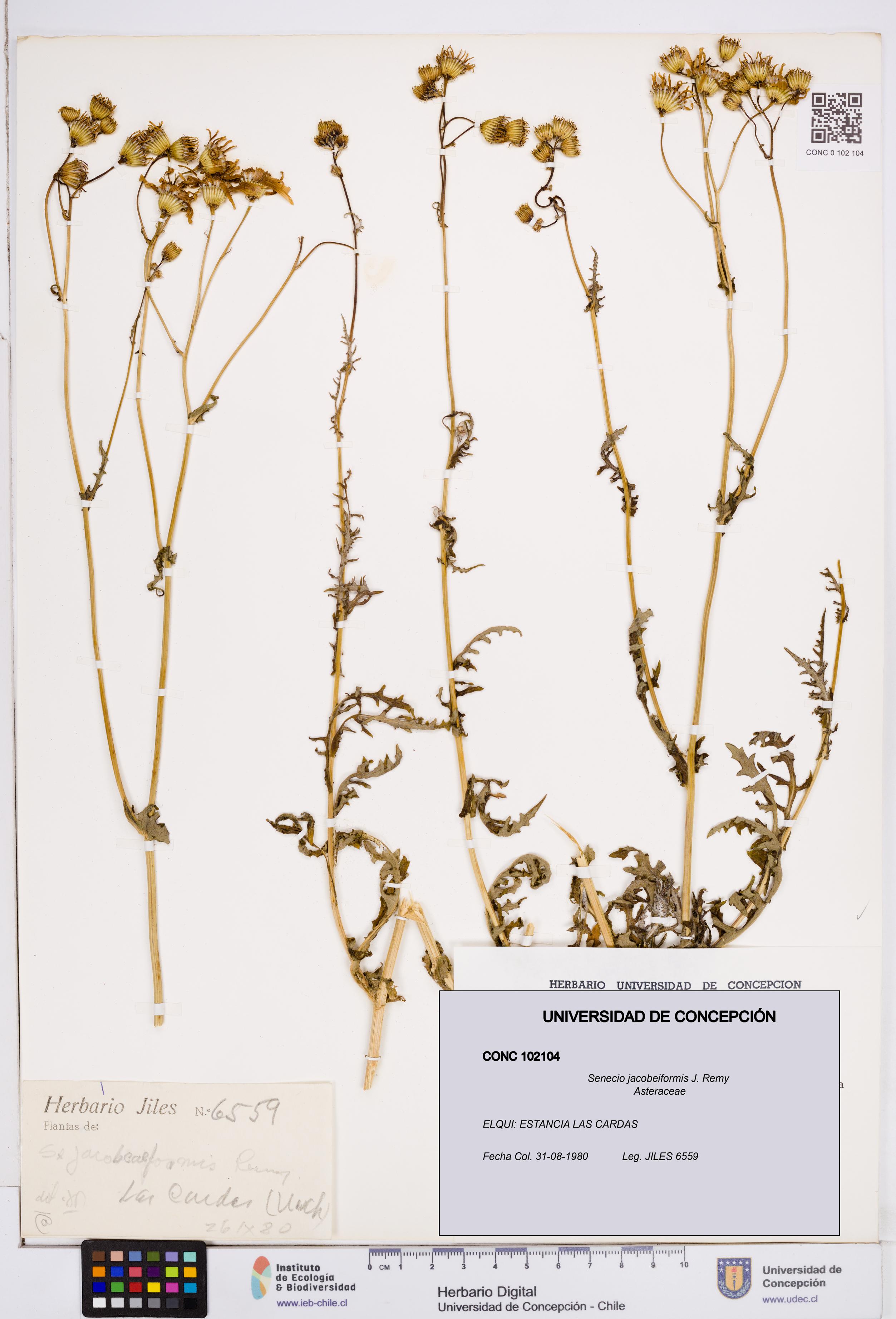 Senecio jacobeiformis [Espécimen: ]
