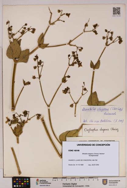 Mirabilis elegans [Espécimen: UDEC:CONC:0102105]