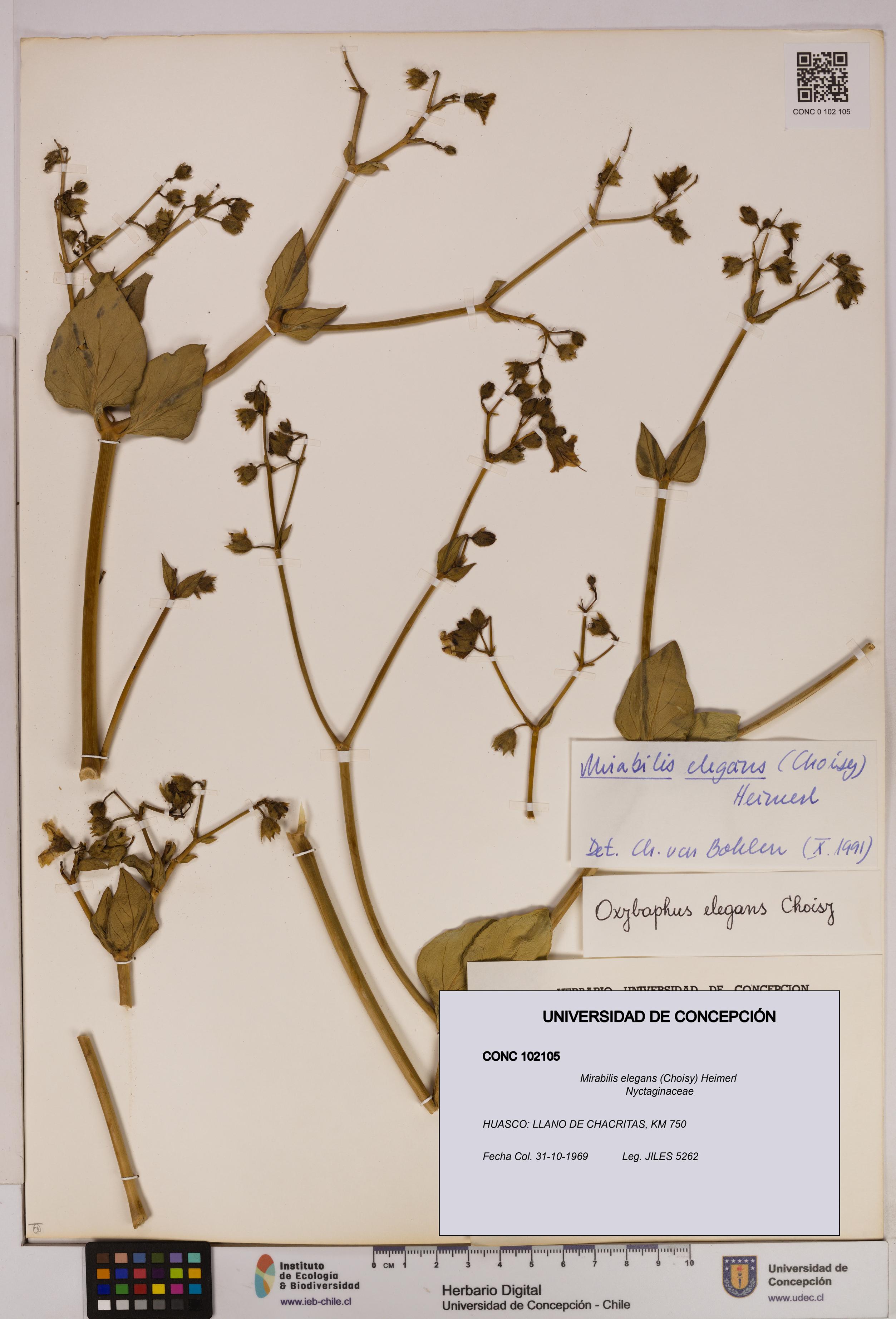 Mirabilis elegans [Espécimen: UDEC:CONC:0102105]