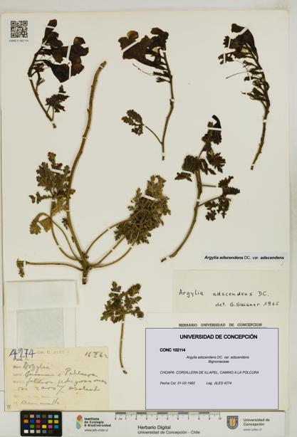 Argylia adscendens [Espécimen: UDEC:CONC:0102114]