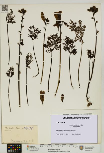 Argylia radiata [Espécimen: UDEC:CONC:0102126]