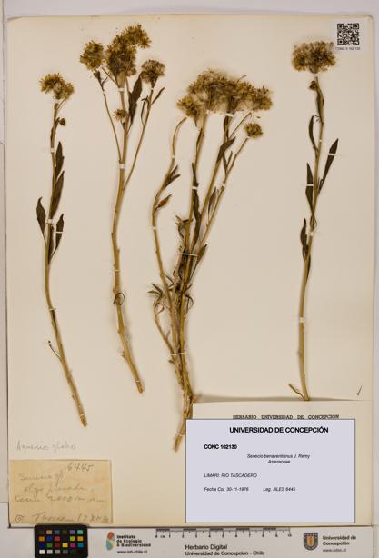 Senecio benaventianus [Espécimen: UDEC:CONC:0102130]