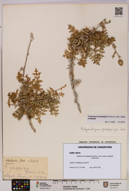 Polyachyrus poeppigii [Espécimen: UDEC:CONC:0102131]