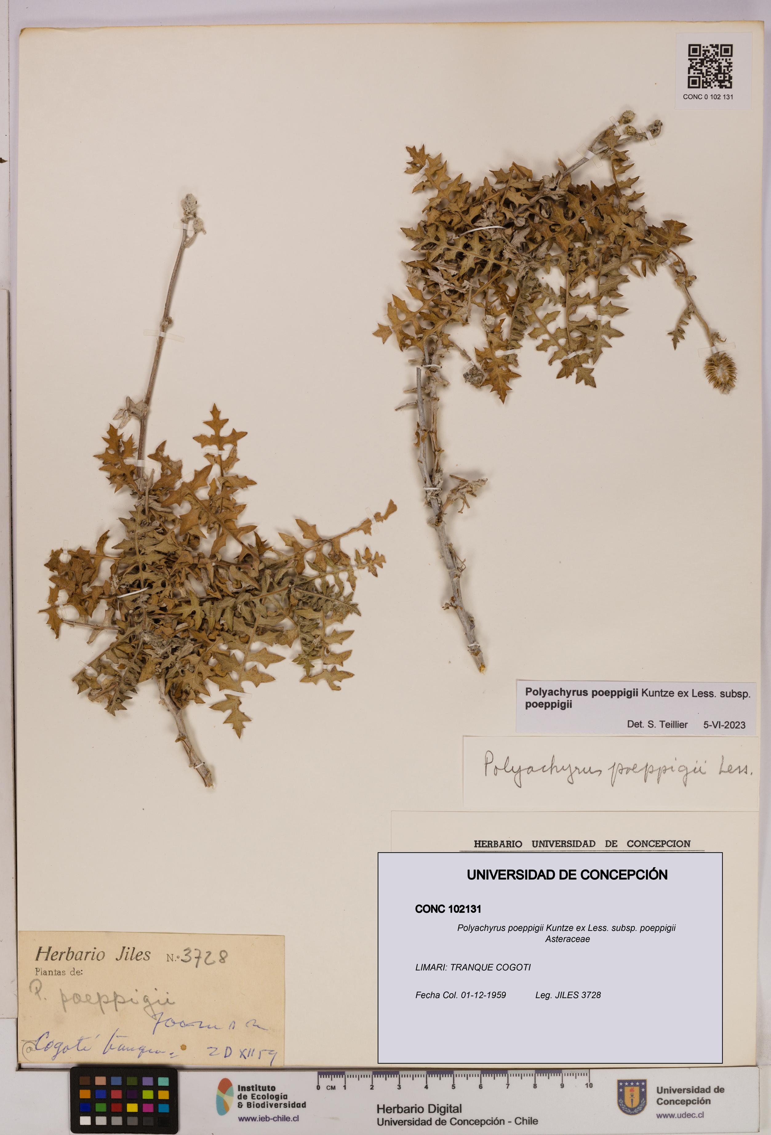 Polyachyrus poeppigii [Espécimen: UDEC:CONC:0102131]