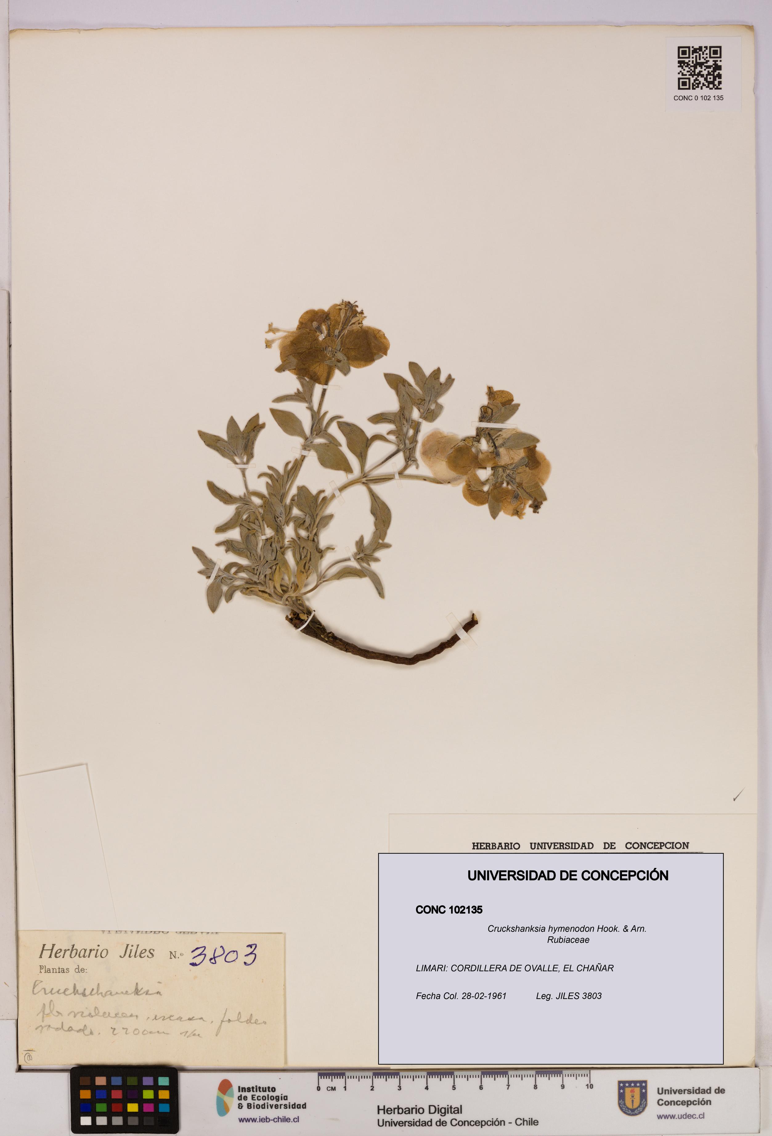 Cruckshanksia hymenodon [Espécimen: UDEC:CONC:0102135]