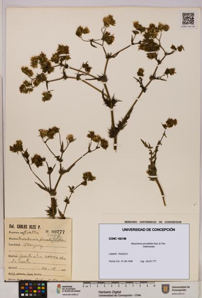 Moscharia pinnatifida [Espécimen: UDEC:CONC:0102136]