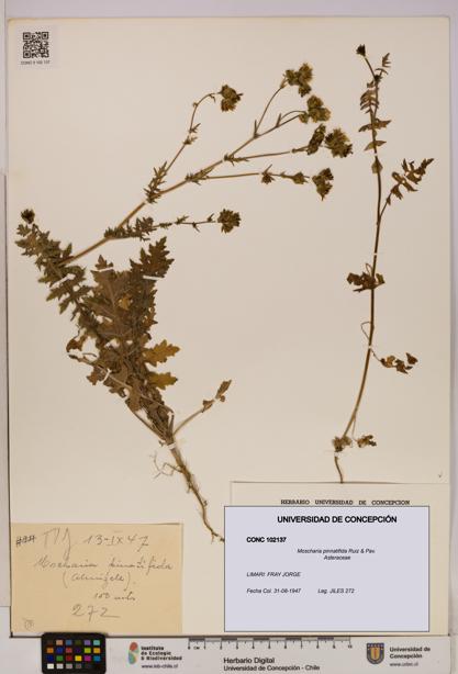 Moscharia pinnatifida [Espécimen: UDEC:CONC:0102137]