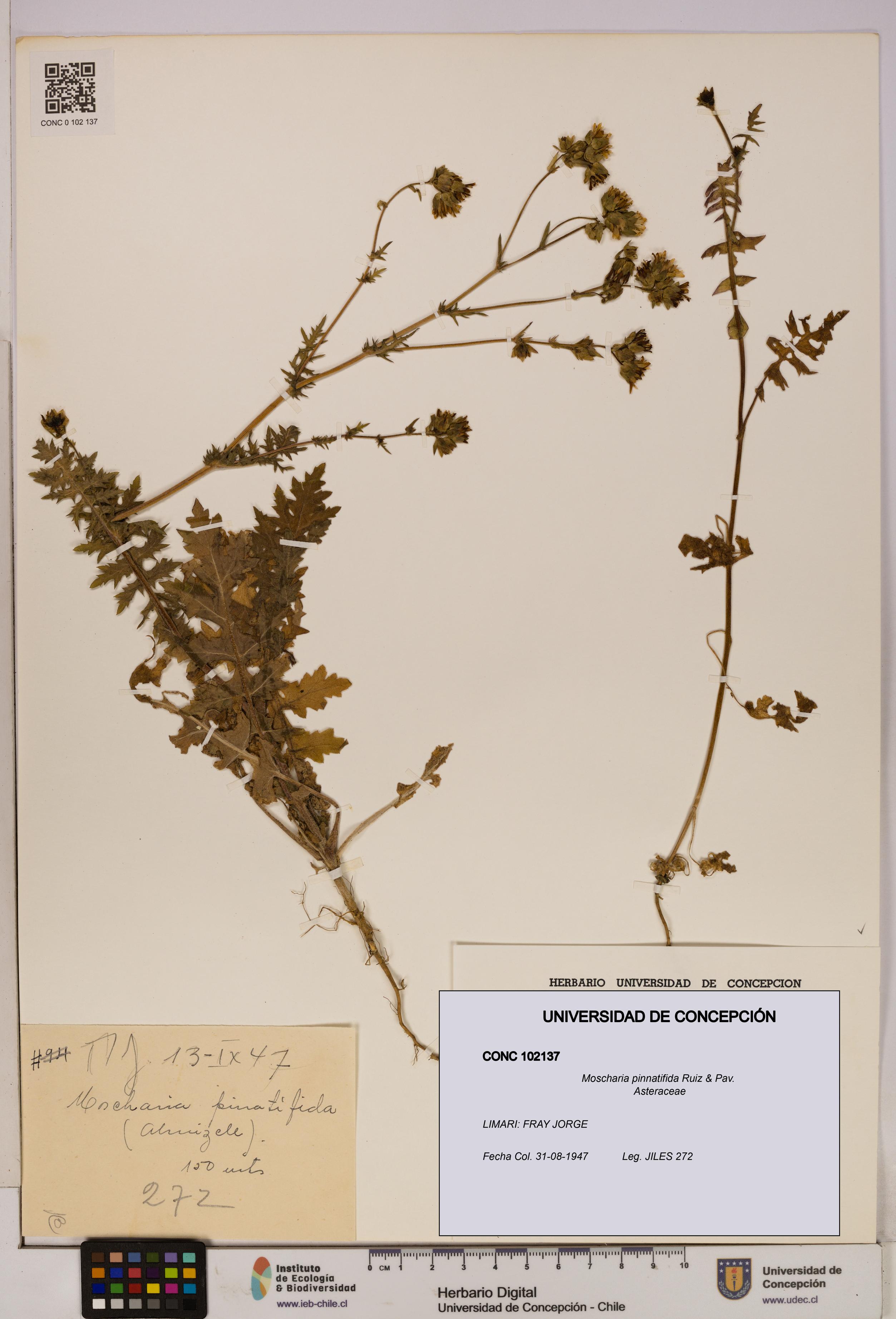 Moscharia pinnatifida [Espécimen: UDEC:CONC:0102137]