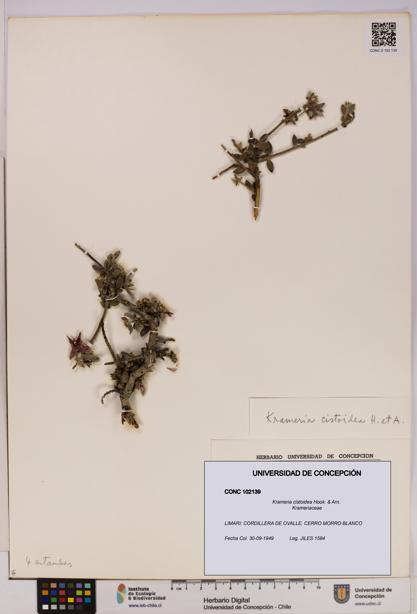 Krameria cistoidea [Espécimen: UDEC:CONC:0102139]