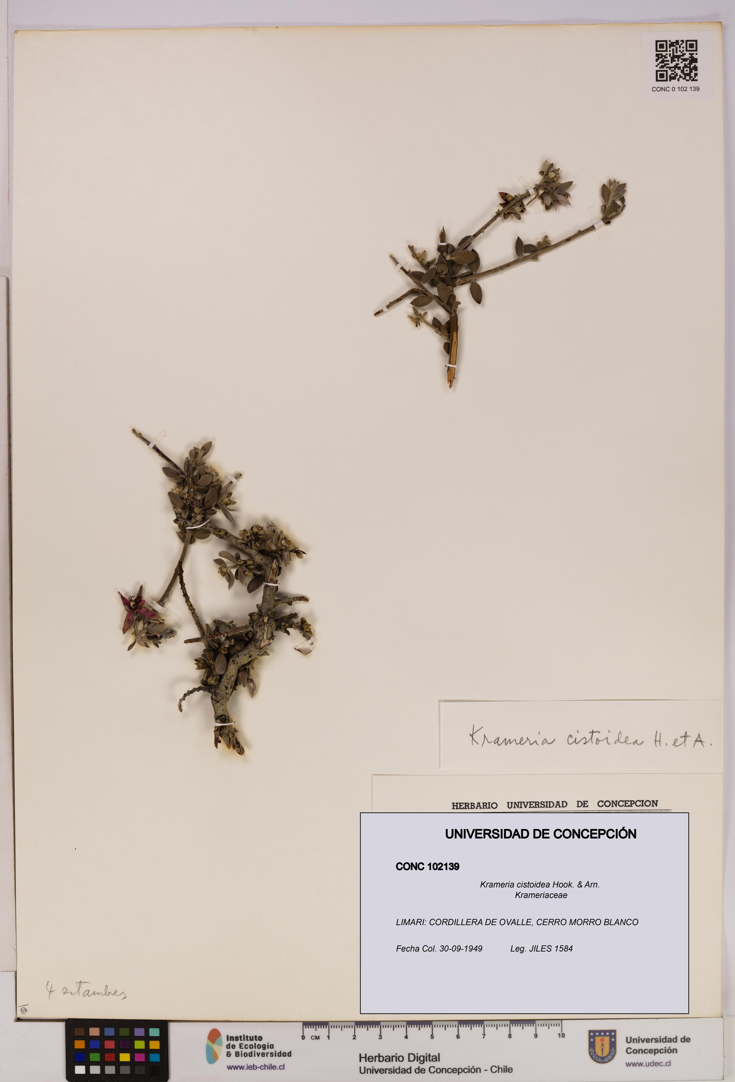 Krameria cistoidea [Espécimen: UDEC:CONC:0102139]