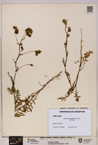 Moscharia pinnatifida [Espécimen: UDEC:CONC:0102140]