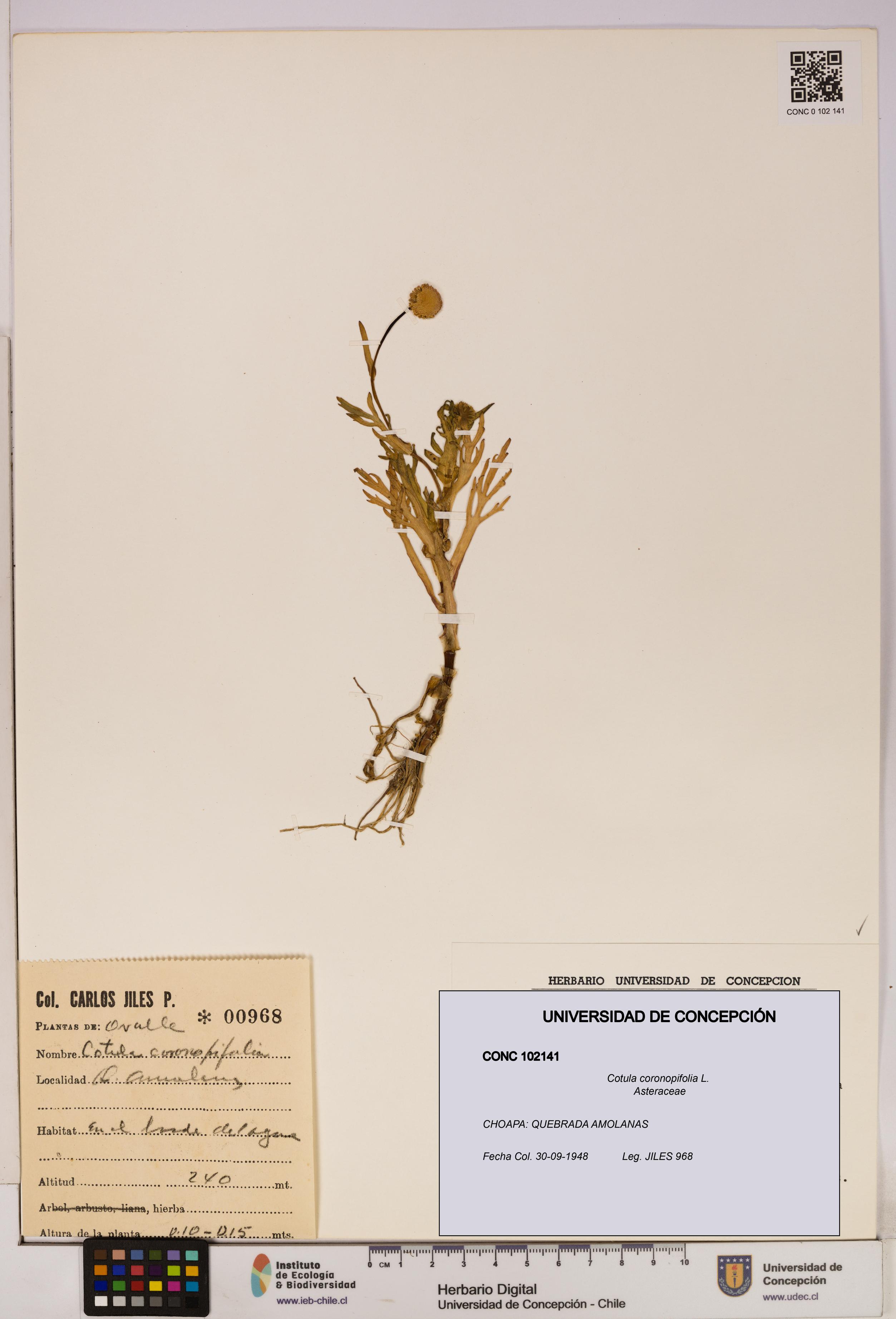 Cotula coronopifolia [Espécimen: UDEC:CONC:0102141]