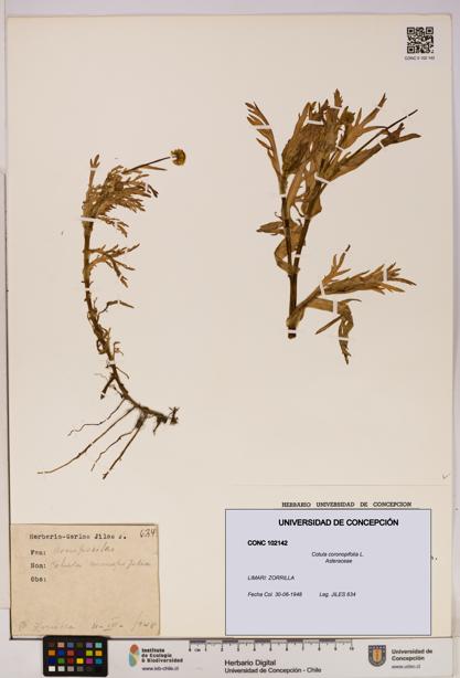 Cotula coronopifolia [Espécimen: UDEC:CONC:0102142]