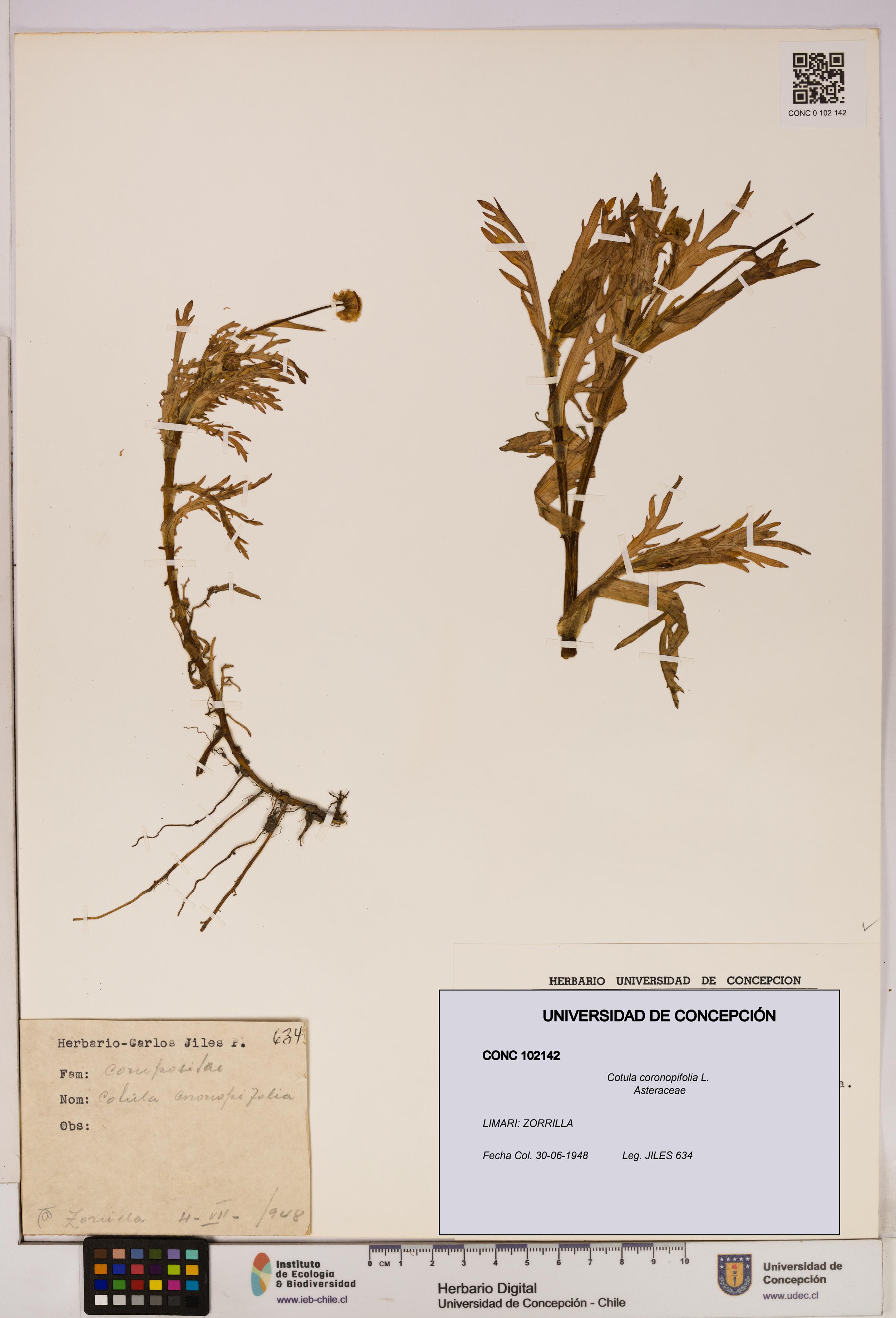 Cotula coronopifolia [Espécimen: UDEC:CONC:0102142]