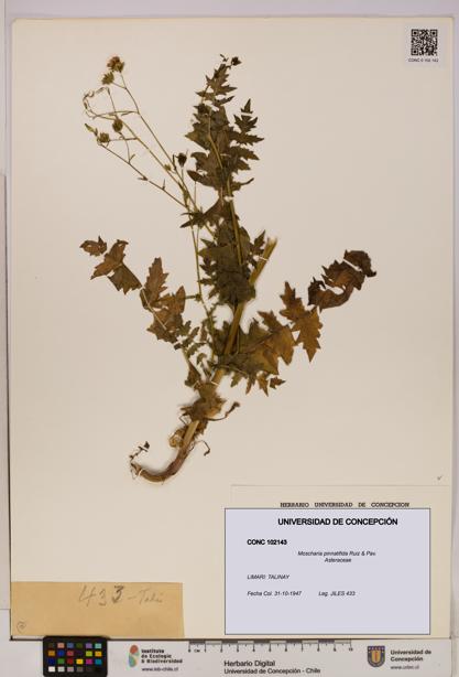 Moscharia pinnatifida [Espécimen: UDEC:CONC:0102143]