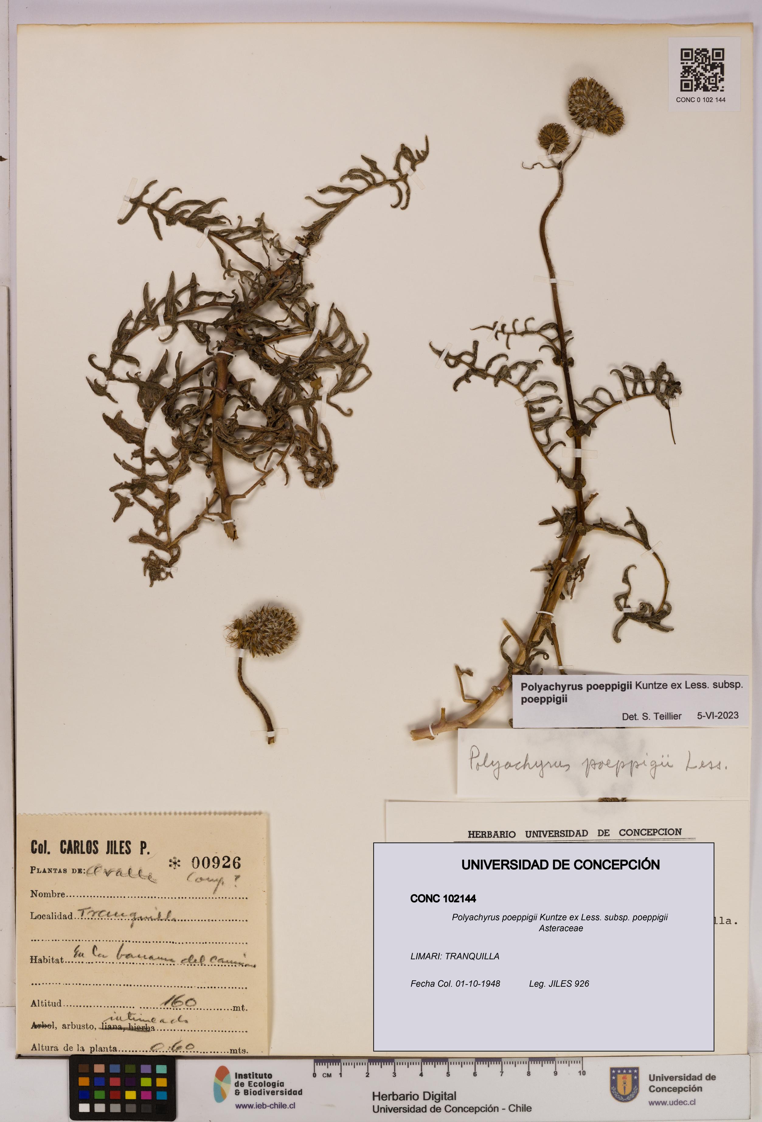 Polyachyrus poeppigii [Espécimen: UDEC:CONC:0102144]