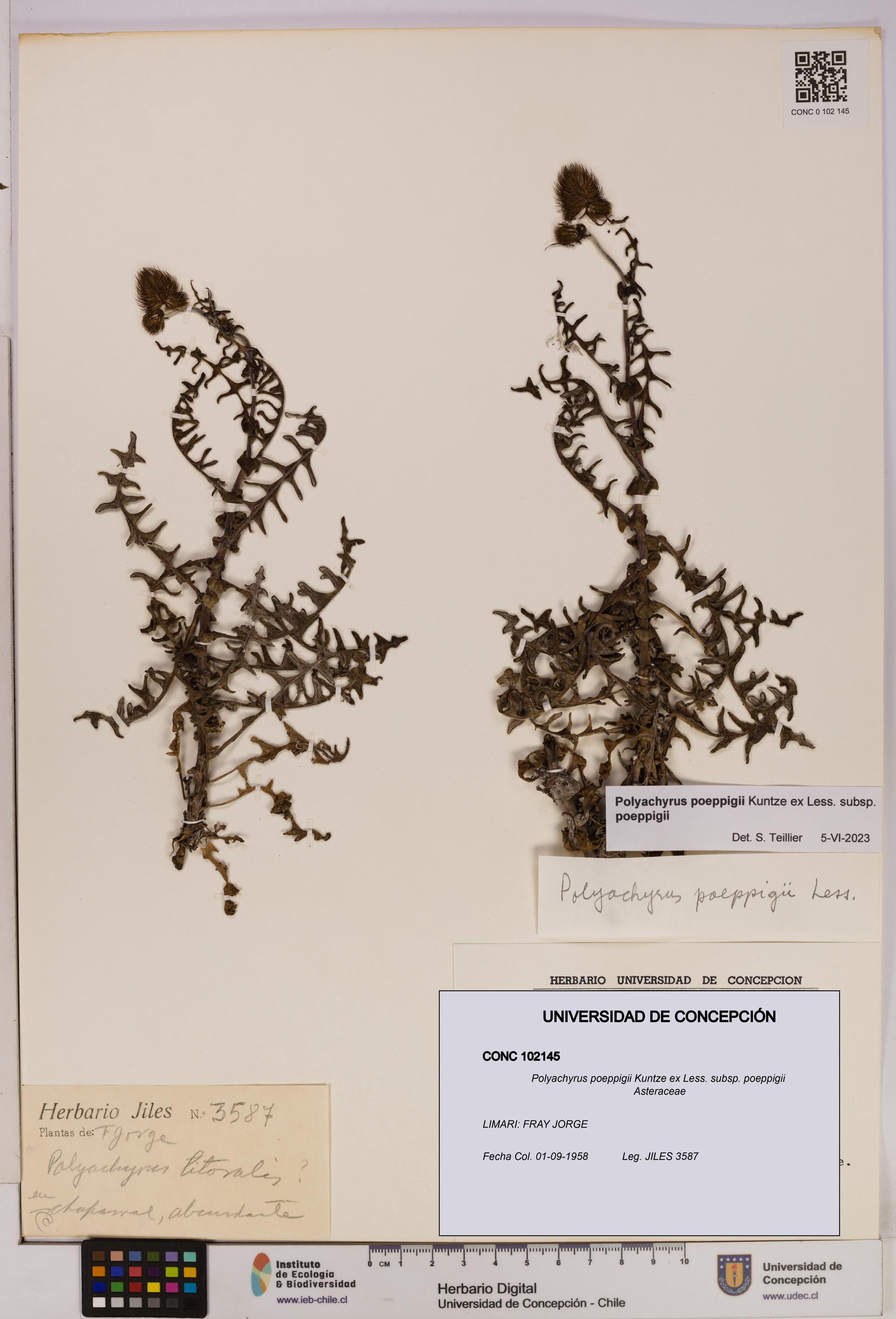 Polyachyrus poeppigii [Espécimen: UDEC:CONC:0102145]
