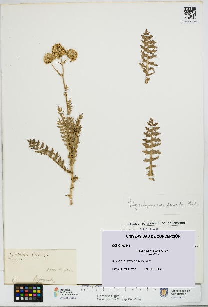 Polyachyrus carduoides [Espécimen: UDEC:CONC:0102146]