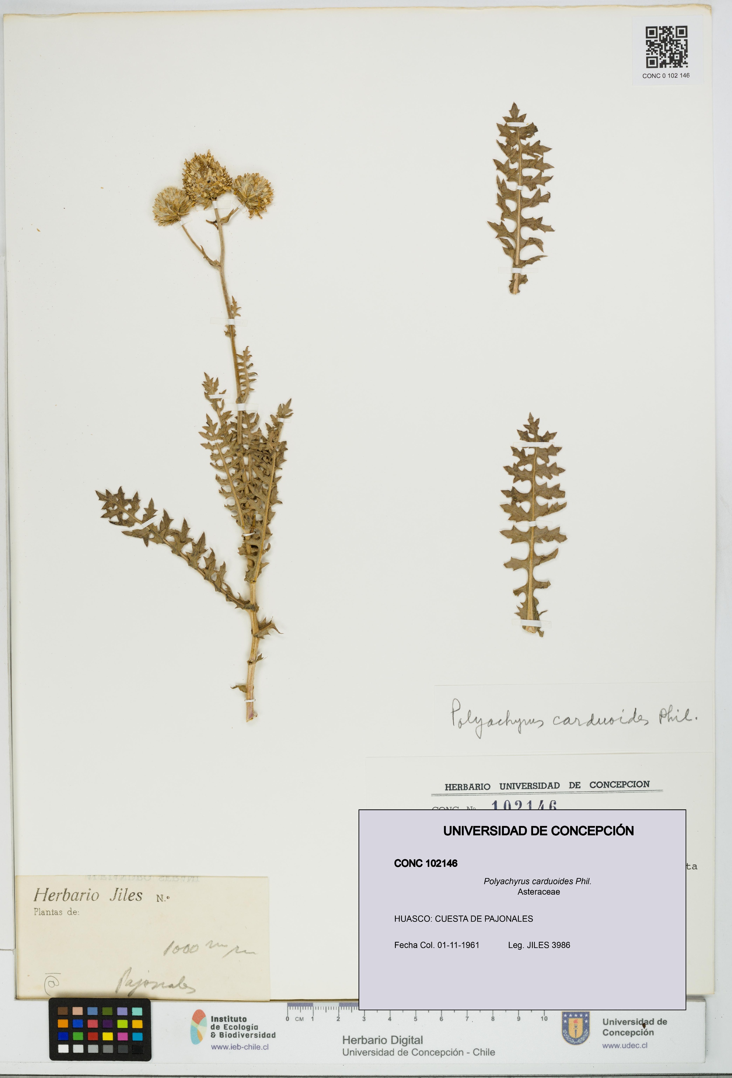 Polyachyrus carduoides [Espécimen: UDEC:CONC:0102146]