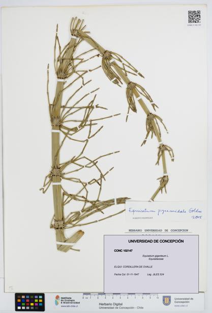 Equisetum giganteum [Espécimen: UDEC:CONC:0102147]