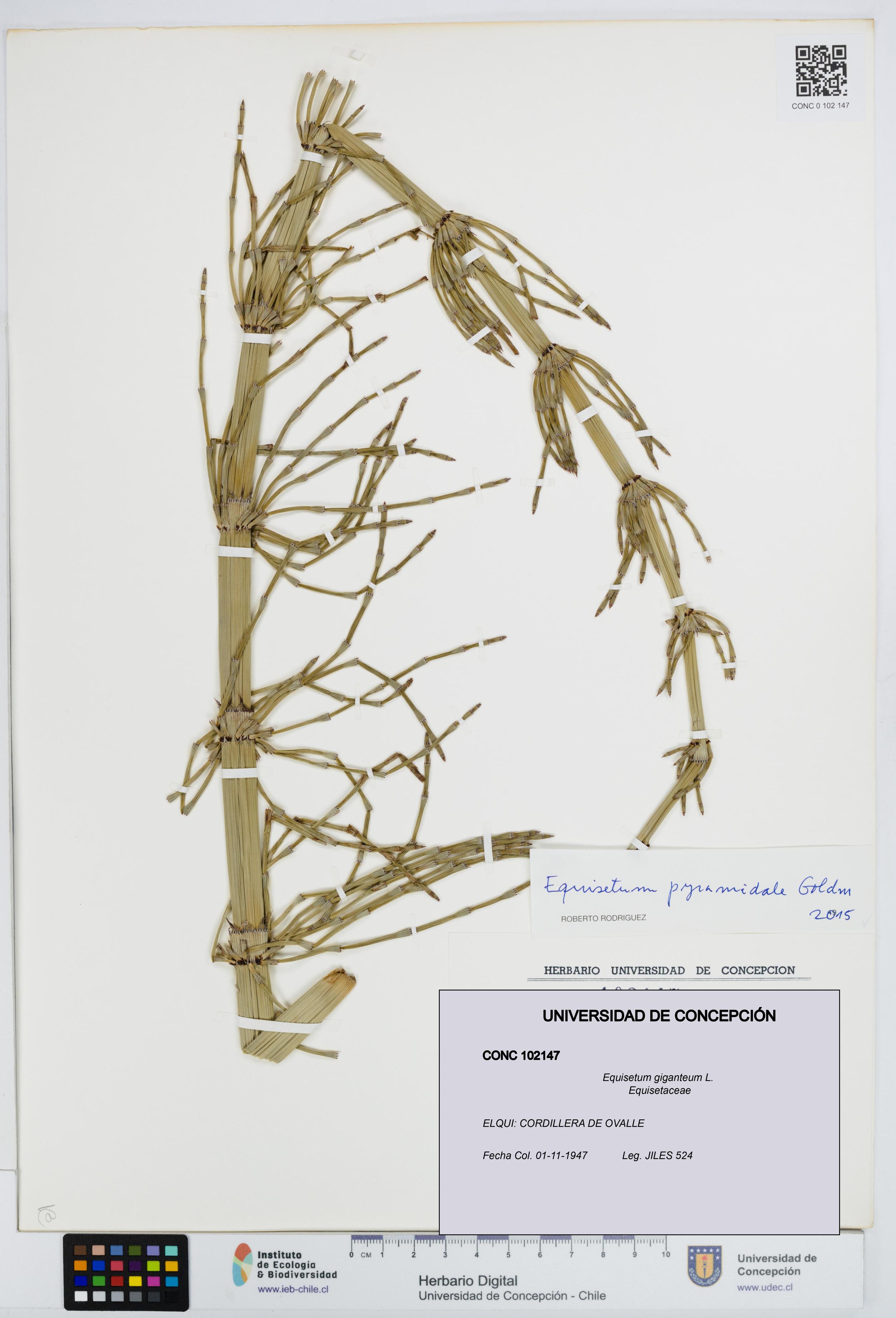 Equisetum giganteum [Espécimen: UDEC:CONC:0102147]