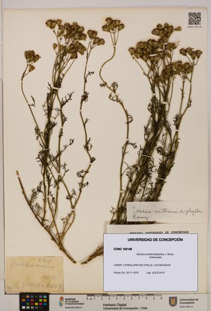 Senecio anthemidiphyllus [Espécimen: UDEC:CONC:0102148]