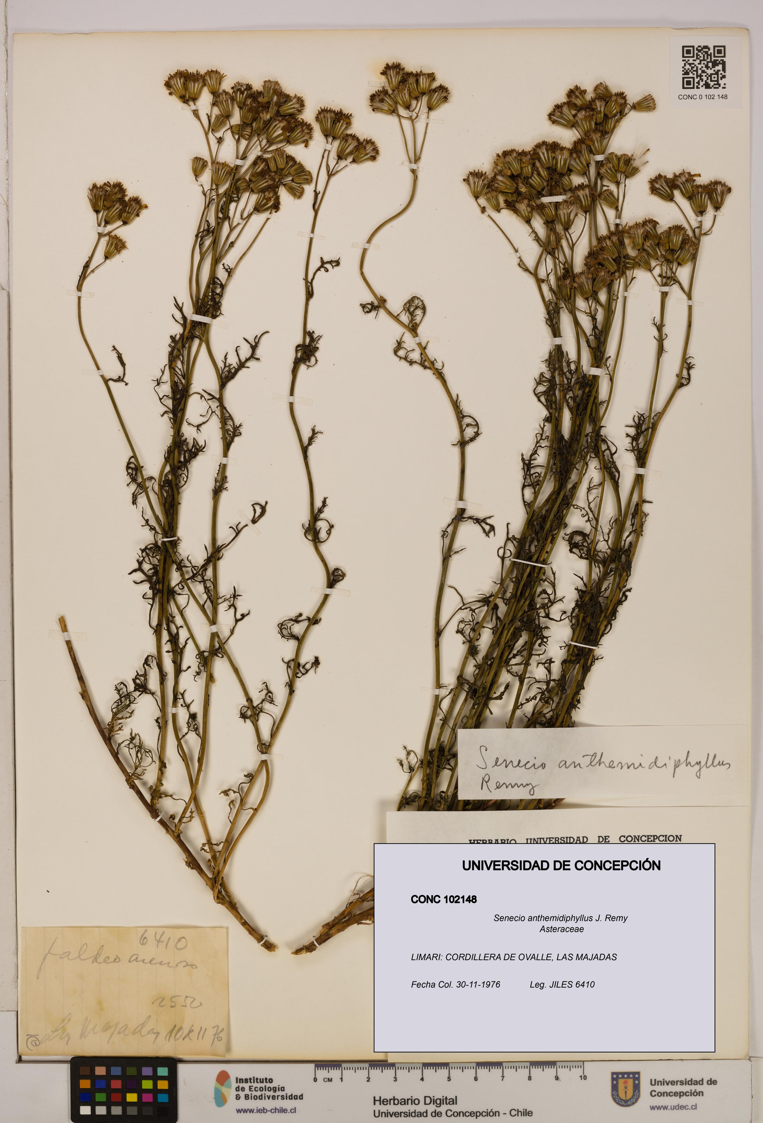 Senecio anthemidiphyllus [Espécimen: UDEC:CONC:0102148]