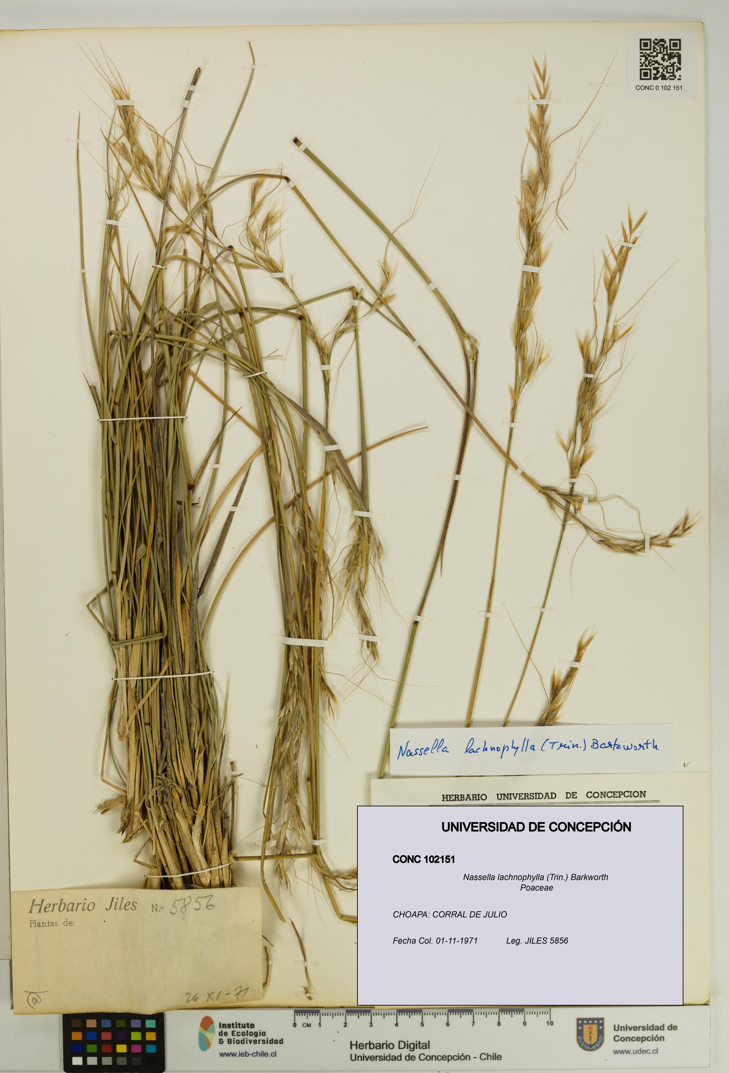 Nassella lachnophylla [Espécimen: UDEC:CONC:0102151]