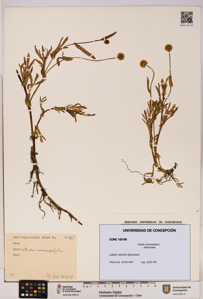 Cotula coronopifolia [Espécimen: UDEC:CONC:0102155]