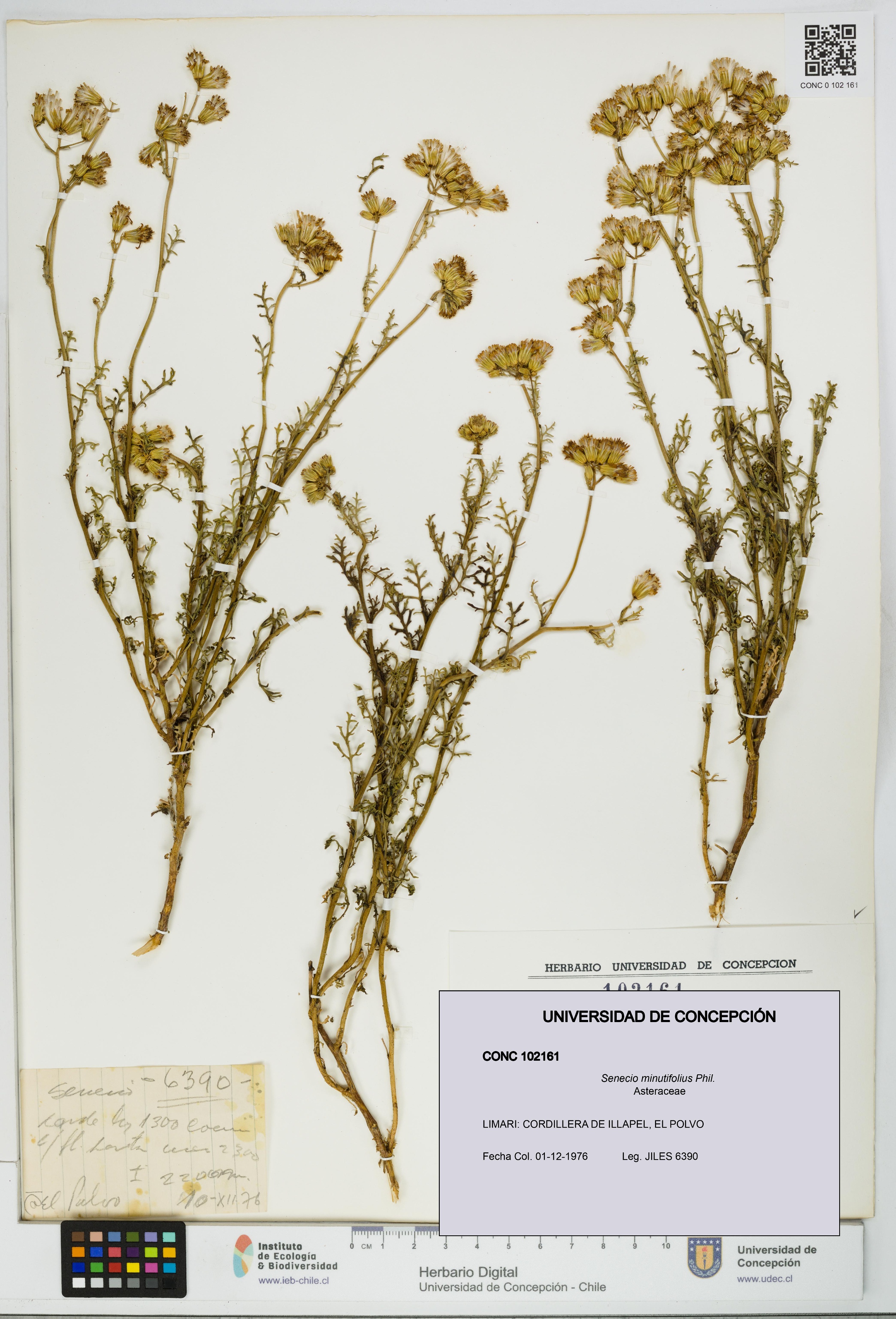 Senecio minutifolius [Espécimen: UDEC:CONC:0102161]