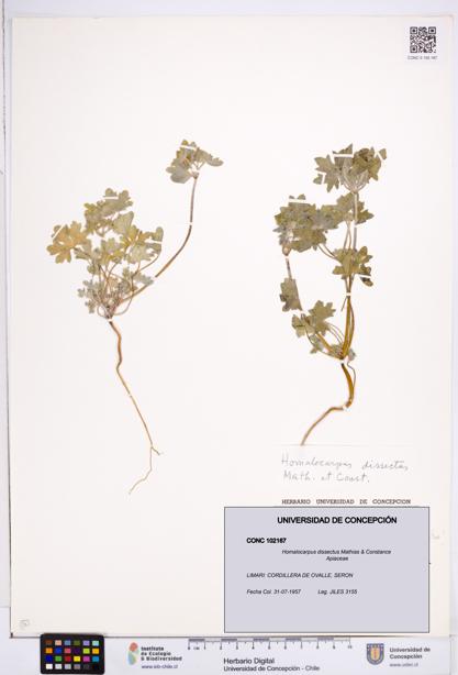 Homalocarpus dissectus [Espécimen: ]