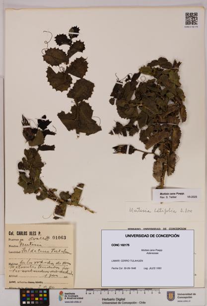 Mutisia cana [Espécimen: UDEC:CONC:0102175]