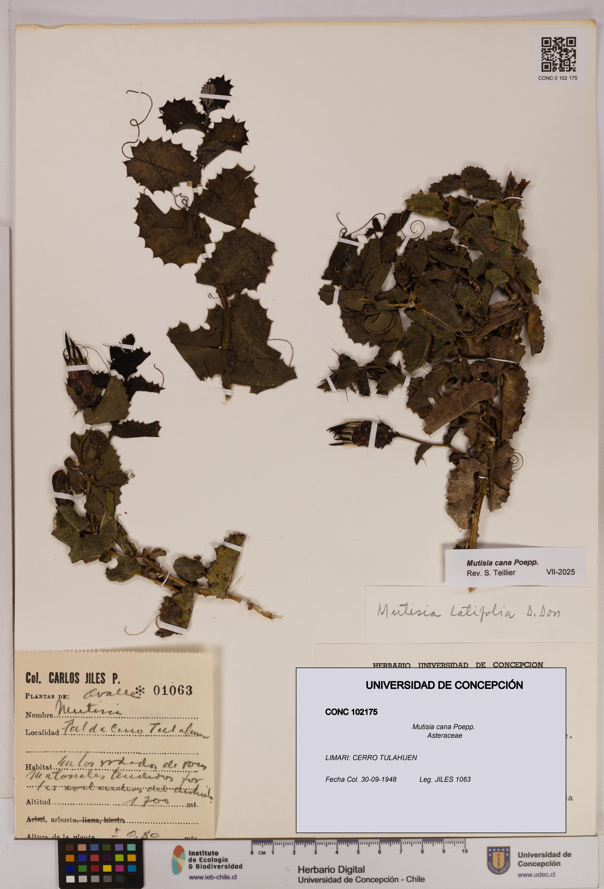Mutisia cana [Espécimen: UDEC:CONC:0102175]