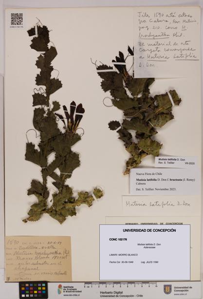 Mutisia latifolia [Espécimen: UDEC:CONC:0102176]