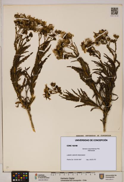 Senecio coquimbensis [Espécimen: UDEC:CONC:0102180]