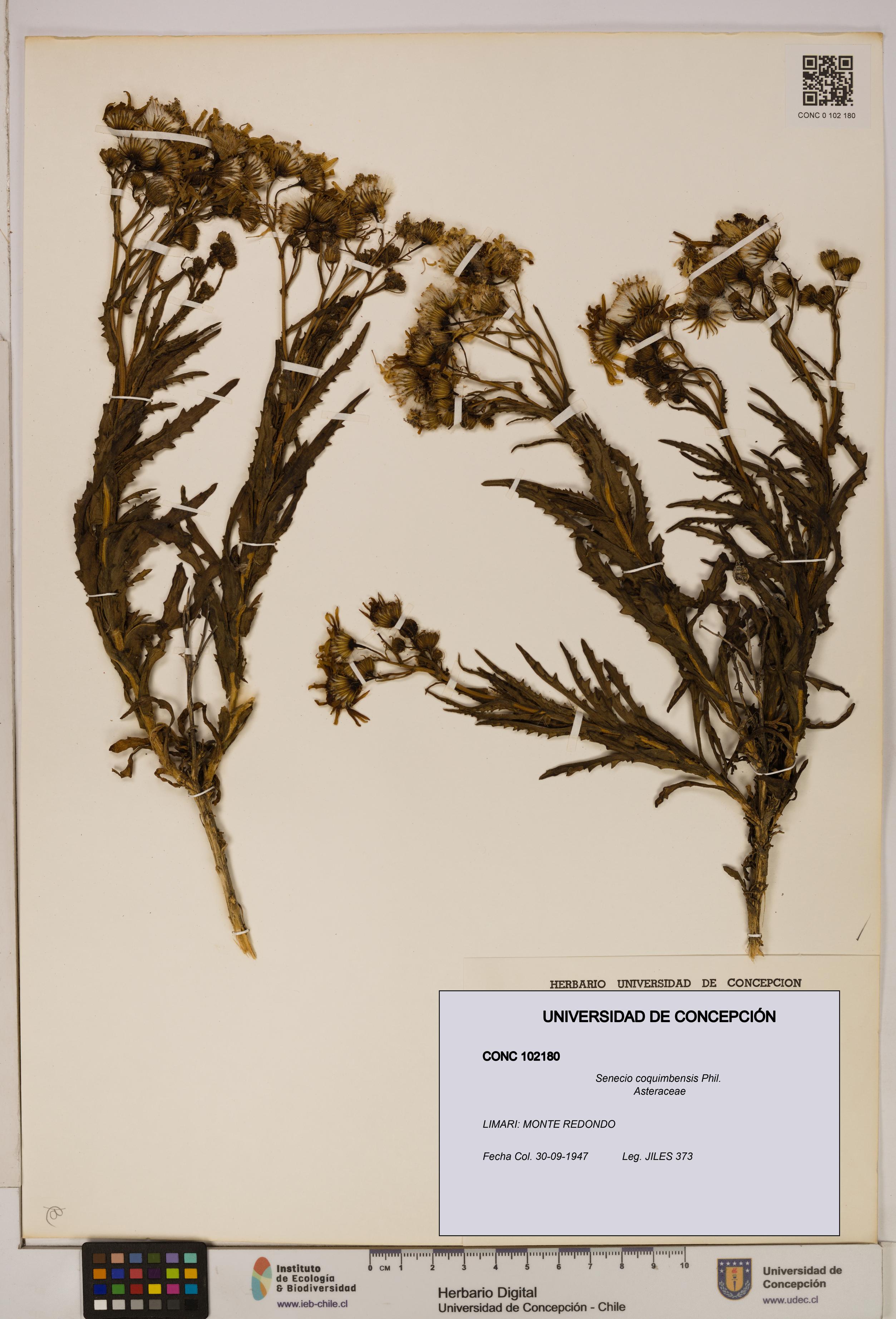 Senecio coquimbensis [Espécimen: UDEC:CONC:0102180]