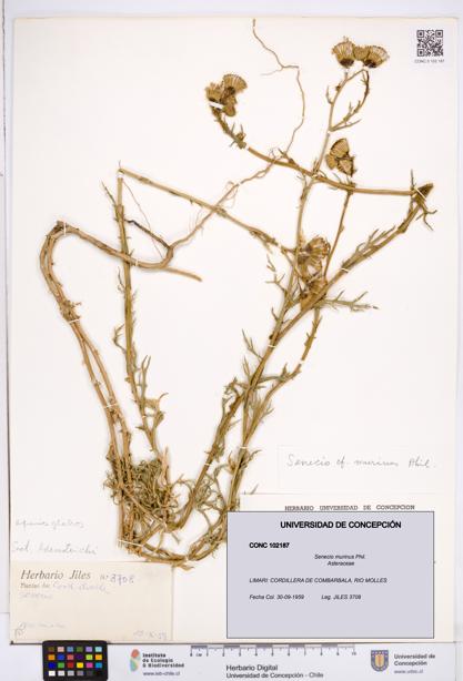 Senecio murinus [Espécimen: ]