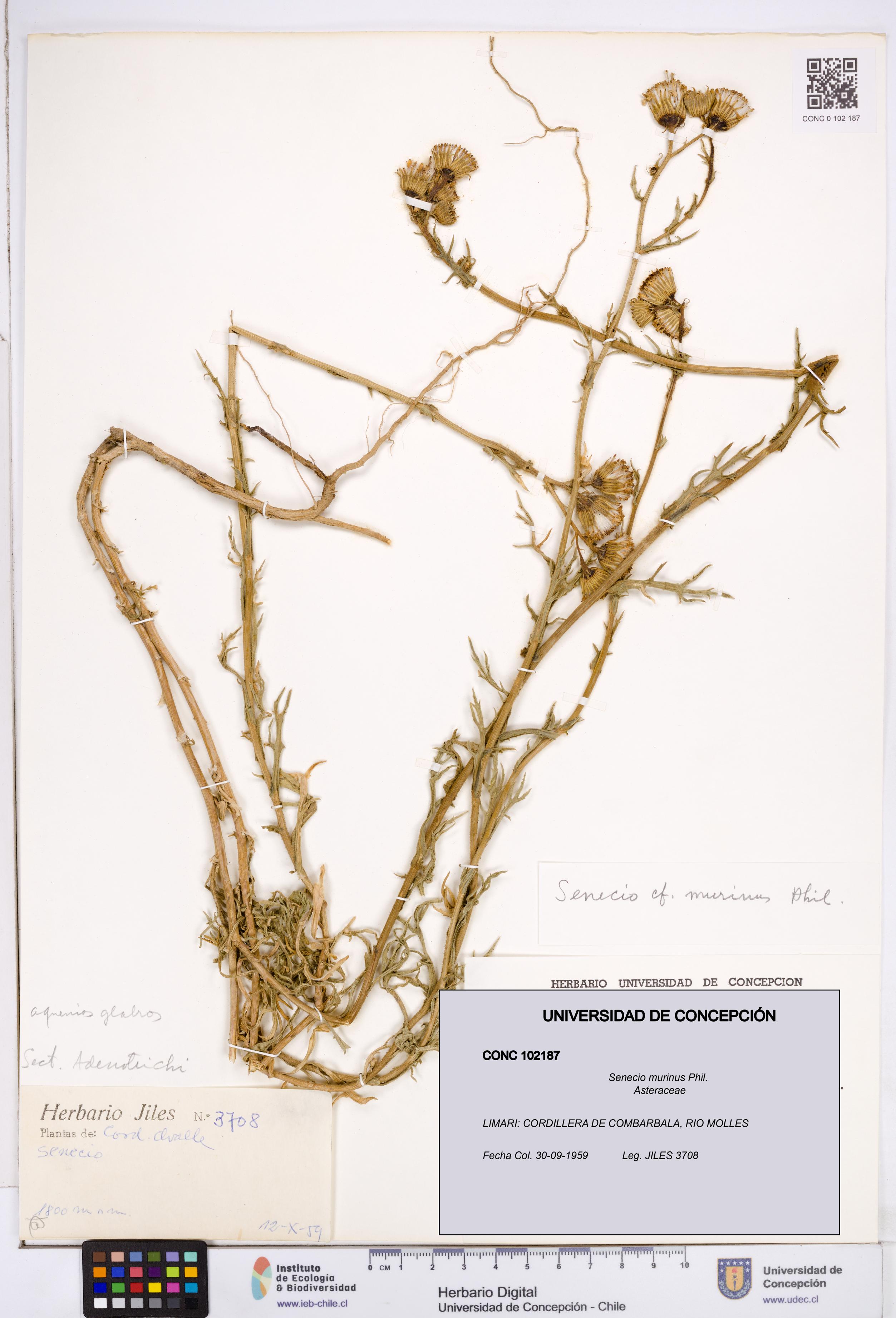 Senecio murinus [Espécimen: ]