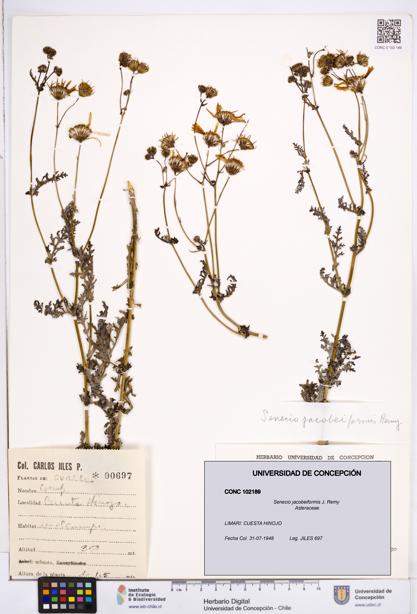 Senecio jacobeiformis [Espécimen: ]
